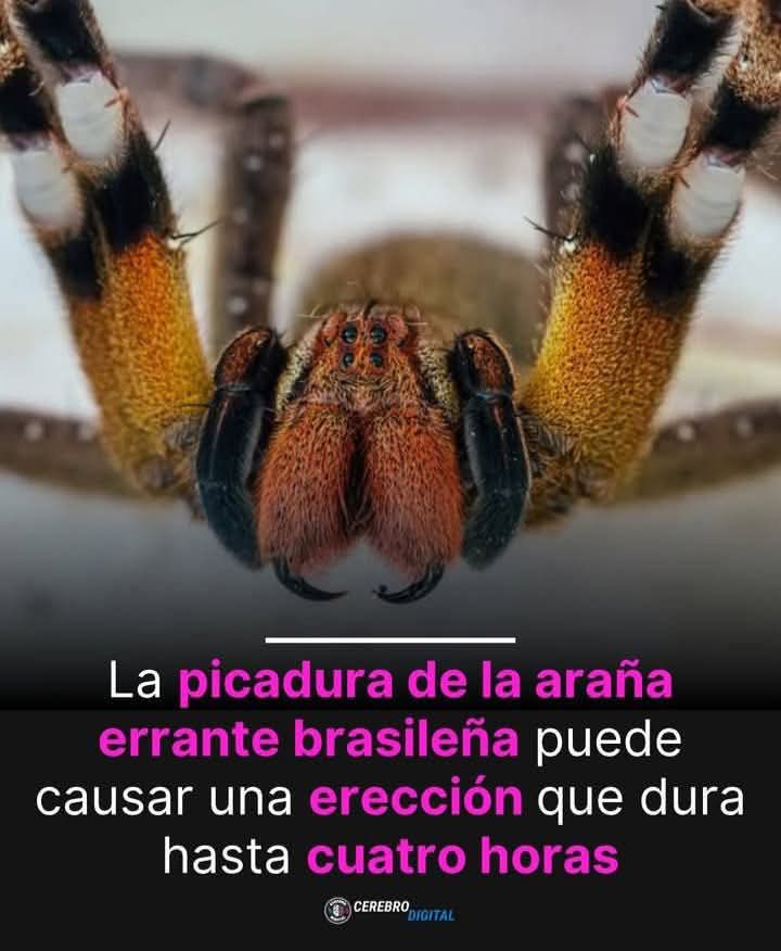 Voy a comprar unas que piquen a mi esposo 🤭🤭 😈😈😈😈