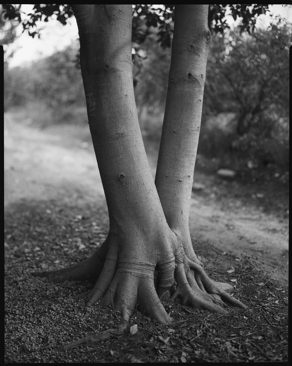 «La naturaleza no se apresura, sin embargo todo se lleva a cabo.» 

  — Lao Tzu

📸 Por el fotógrafo Gilad Bar Shalev