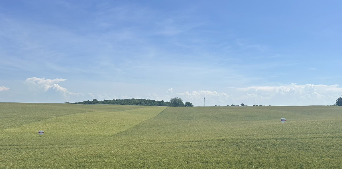 In #OntAg too often challenges get lifted high and successes ignored. #striperust is an issue in 2025 no debate.... BUT WOW do fields with a T1/T1.5/or T2 fungicide and follow up T3 look impressive! R29 R64 and R65 all proving to be powerhouses when managed well.