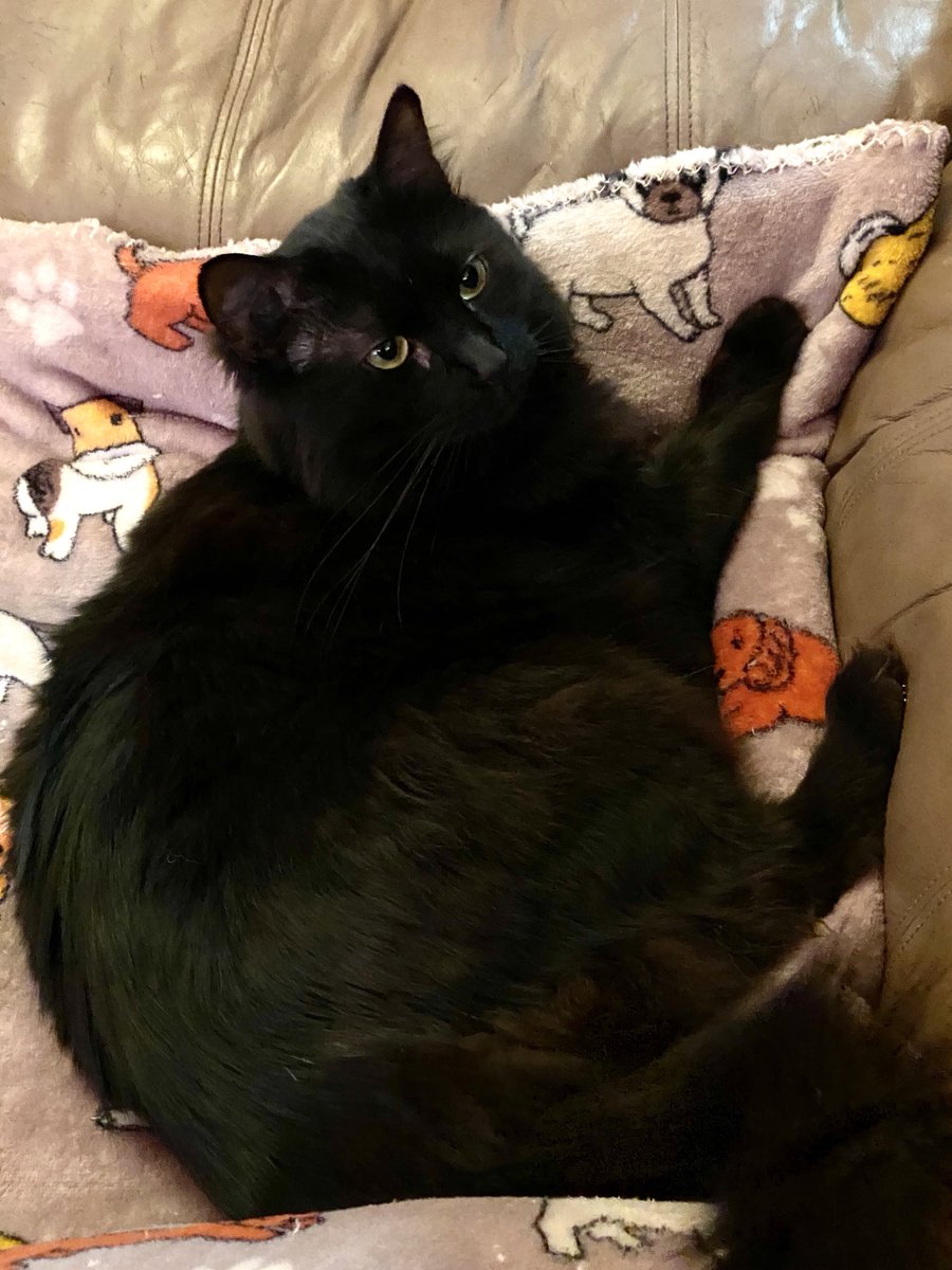 Today is our first #CatWorldDominationDay without General Cattis, but we know he would want every feline to enjoy the day and continue to remind humans how much better the world would be if cats were in charge. (How could anyone oppose mandatory naps?)
#CatsOnTwitter #CatsOnX