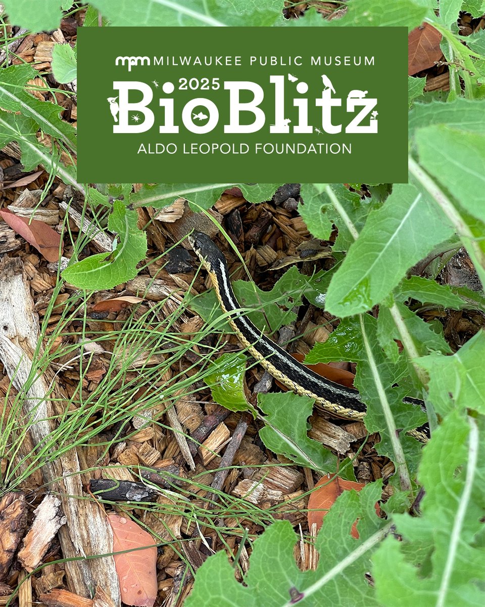 Milwaukee Public Museum (@mkepublicmuseum) on Twitter photo Our 10th annual BioBlitz is THIS Saturday, June 28 at the <a href="/AldoLeopoldFdn/">Aldo Leopold Foundation</a> in Baraboo! Activities start at 10 a.m. and include nature journaling, butterfly and moss walks, and more!
Learn more about this FREE event: mpm.edu/bioblitz/2025 Our 10th annual BioBlitz is THIS Saturday, June 28 at the <a href="/AldoLeopoldFdn/">Aldo Leopold Foundation</a> in Baraboo! Activities start at 10 a.m. and include nature journaling, butterfly and moss walks, and more!
Learn more about this FREE event: mpm.edu/bioblitz/2025