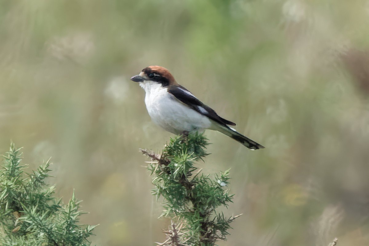 Michael80798575's tweet image. Woodchat shrike seen at Dawlish Warren Devon last week @WarrenBirding @DevonBirds @Natures_Voice @RSPBEngland @RSPBbirders @WildlifeMag @BBCSpringwatch