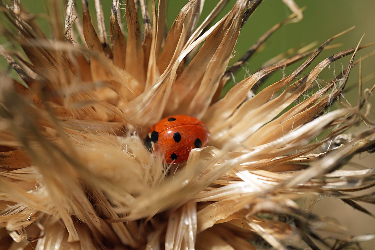 Leamington in Bloom Photographic Competition - 2025  

The theme for 2025 is ‘Where I Walk’.    

Prizes: 1st Prize £50  2nd Prize £35  3rd Prize: £20    

Entry form -leamingtonspatowncouncil.gov.uk/council-servic…… 

Closing Date: Friday, 29th August 2025