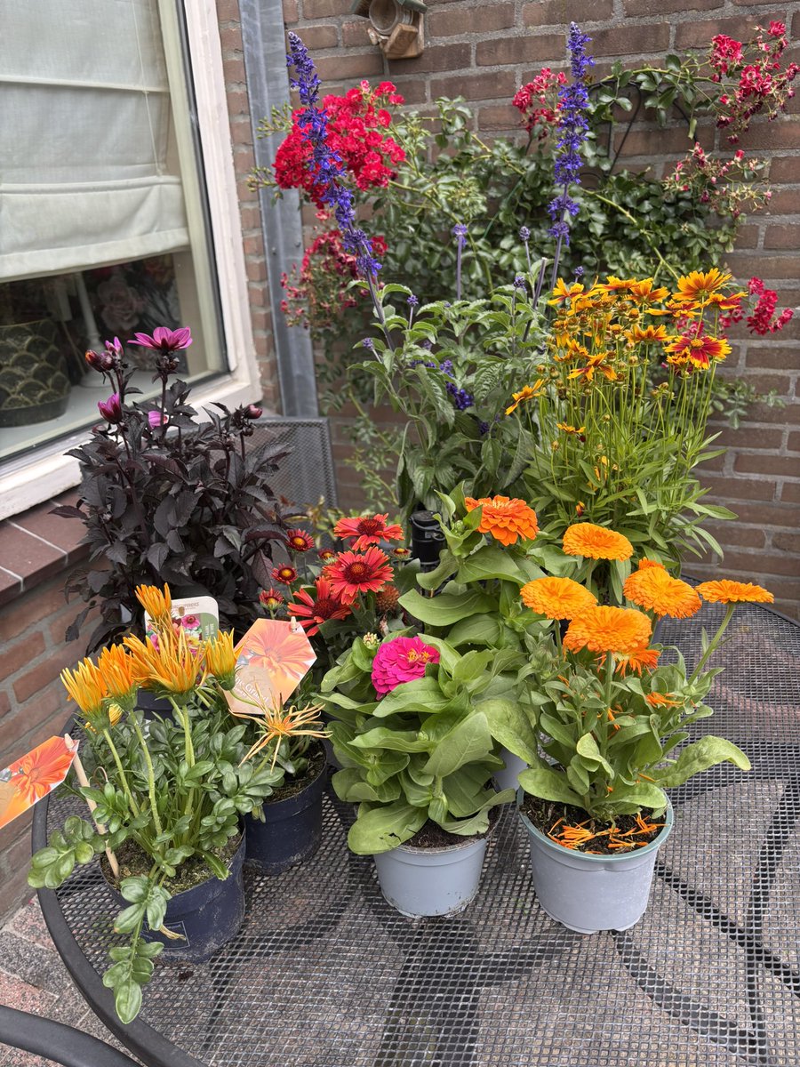 Zeau….

En nu de handjes laten wapperen want al dit moois moet de tuin in! 

Lekker zonnetje erbij en wroeten in het zand. Daar kan geen therapie tegenop.