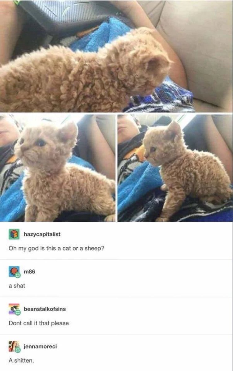 CATBRAINCELL's tweet image. 