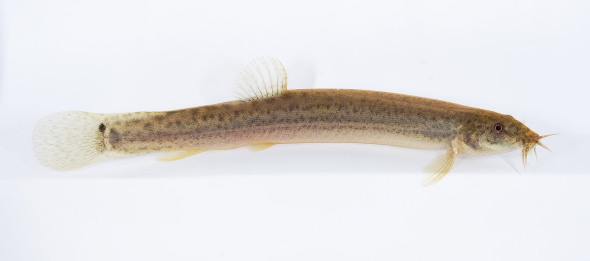 AmazonasMag's tweet image. The #USFWS #FishOfTheWeek Podcast offers a fascinating look at the invasive #WeatherLoach, #Misgurnus anguillicaudatus. Katrina Liebich reminds #aquarists: "Don’t delete our amazing native North American #fish diversity by releasing non-native #fishes!"
amazonasmagazine.com/2025/06/24/wea…