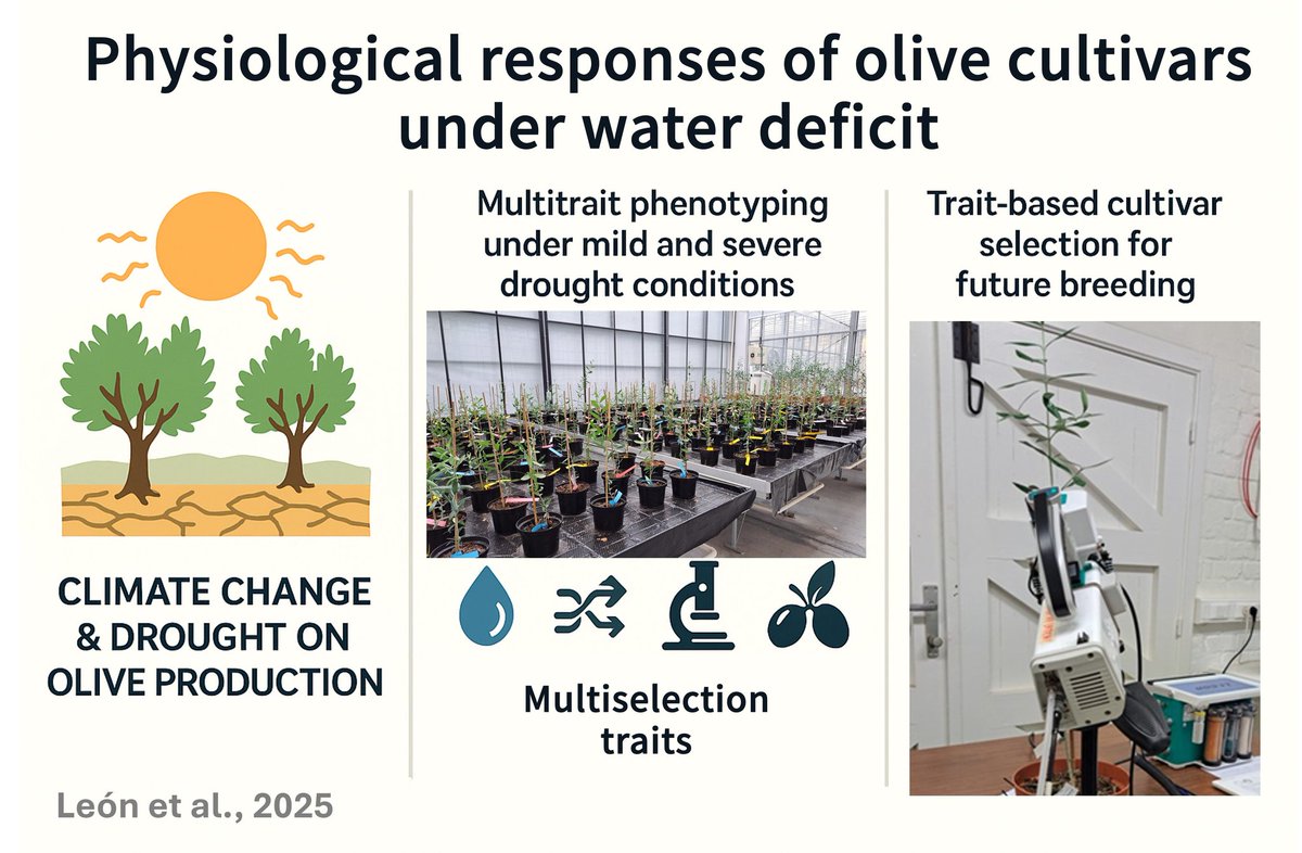 olivebreeding's tweet photo. Soon available.... https://t.co/lUPnUvjWrd