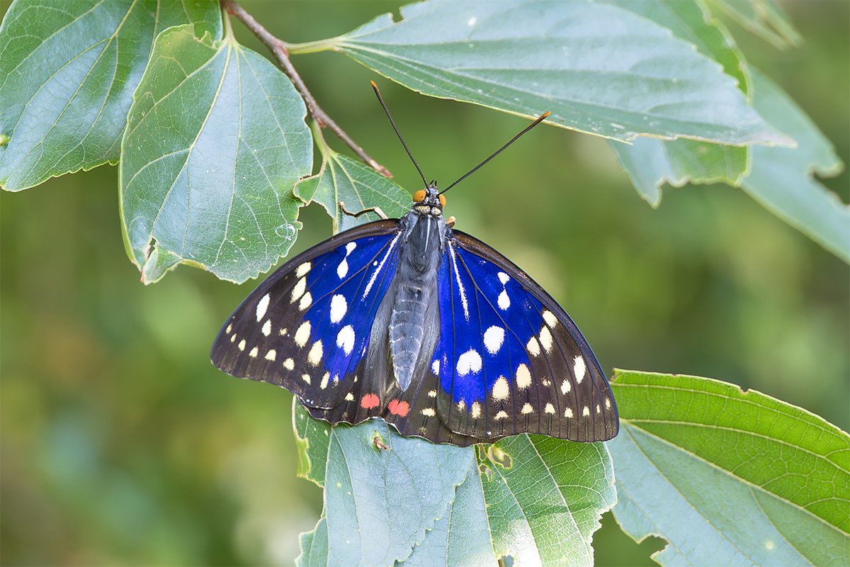 オオムラサキ…