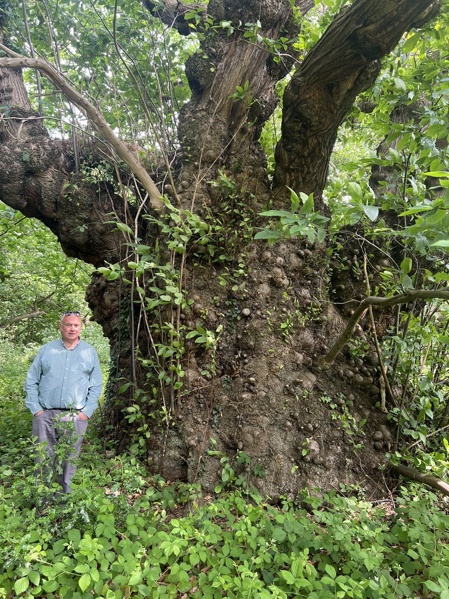 TiCLme's tweet image. Seeing as it’s #thicktrunktuesday here’s a #greattree

Despite its size it’s a bit tricky to find, so let me #pointout the Willesley Park Sweet chestnut to you 🌳 🌰 

It’s another of the Queen’s Green Canopy trees and one of the #GreatTreesof Britain #GTOB 🏆🌳🇬🇧
