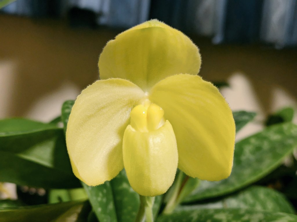 orchid_rabbit's tweet photo. Paph.concolor fma.album
今回は小さなリードで咲いてしまいましたが、形は整ってます。 https://t.co/GrAo6dGUpl