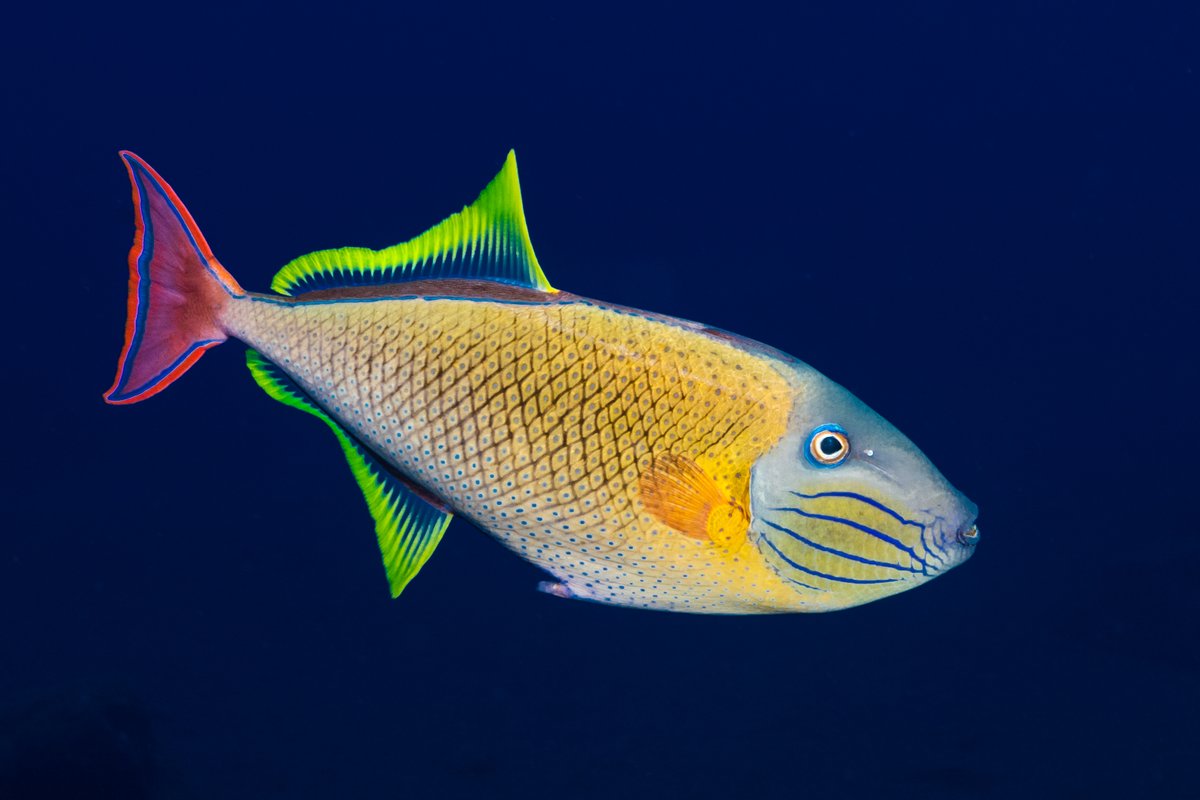 Red tailed triggerfish look like neon signs underwater! #underwaterphotography #scuba #socorro
