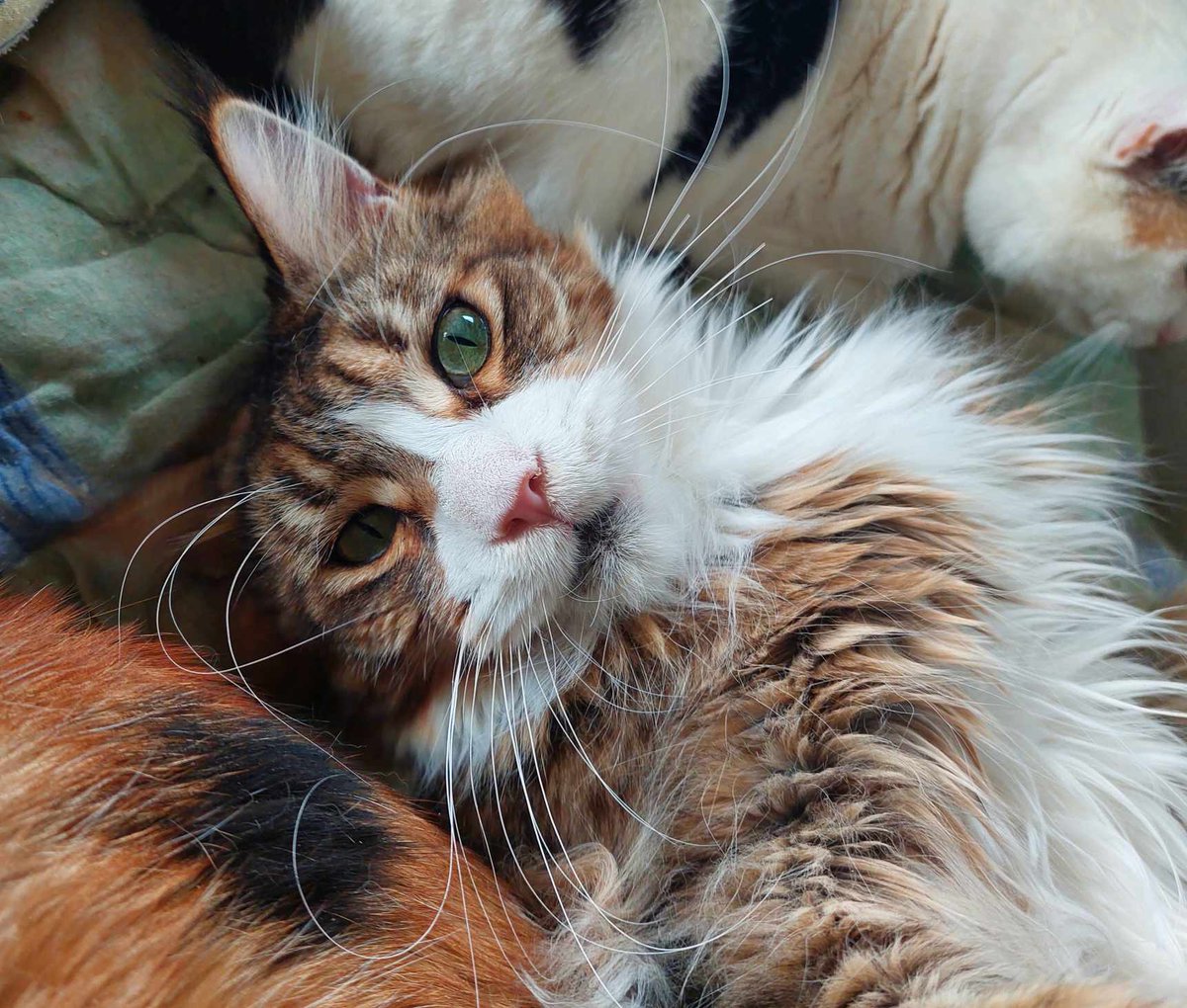 Koty w głowie 🐈 tweet media