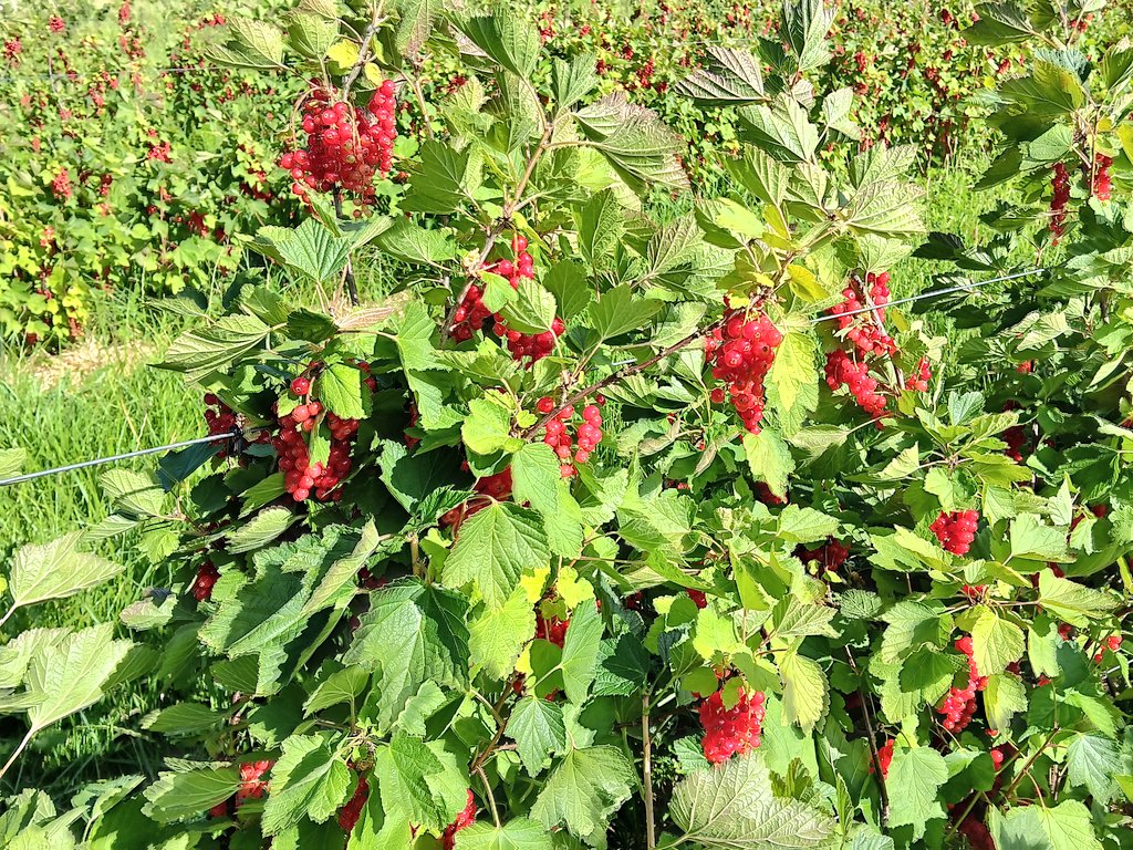 Sergej_Ivanov's tweet image. Rote #Rinisel / #Johannisbeeren in #Kriftel, dem #Obstgarten des #Taunus
