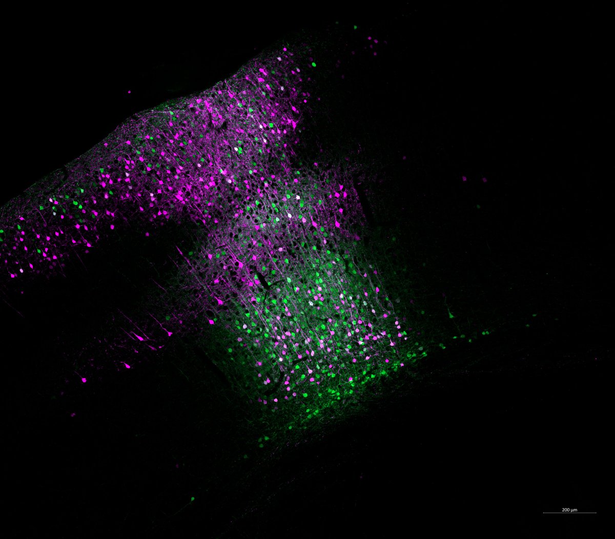 MIT_Picower's tweet image. Basic research yields applicable results. Learn how Picower scientists' fundamental curiosity about how the brain works has enabled them to break new ground in understanding #autism and related disorders and devise treatment strategies picower.mit.edu/news/autism-ad… #neuroscience