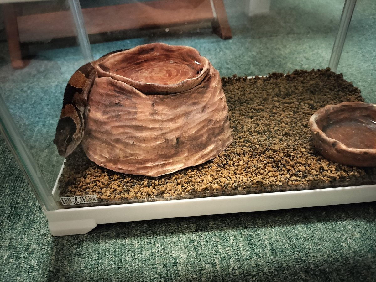 Japanesegecko's tweet photo. 6月22日
EXPO東京浅草 戦利品のひとつ
ガラダ堂さん
@garada_k4r
のシェルター、欲張りすぎて
置いてみたらデカすぎた(笑) https://t.co/Tueqf9Yc4E