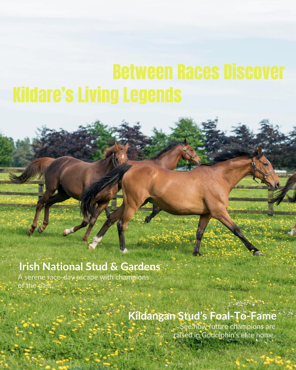 HorseCountryIRE's tweet photo. From #DawnGallops with #JohnOxx to #Kildangan, the #IrishNationalStud, #Coolmore, #Ballydoyle (yes, Ballydoyle), and more, Horse Country takes you deeper Irish Derby experience.๐ฎ๐ช๐ซ
๐ Full itinerary and booking: Link in bio
#IrishDerby #DerbyWeek2025 #TheCurragh #HorseCountry https://t.co/iZv5oHDzZO