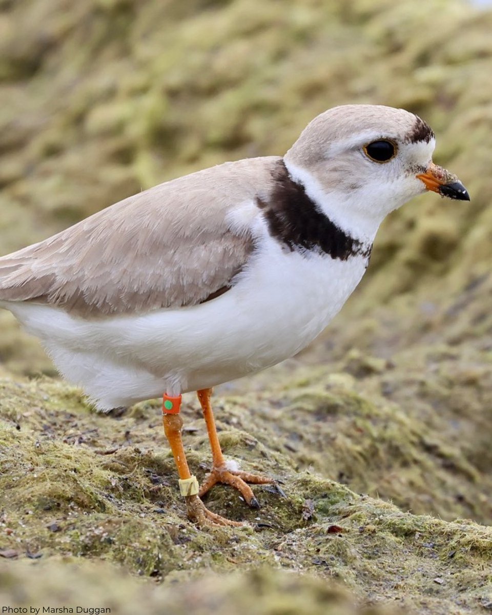A happy update on Pebble, one of Ontario’s 2023 chicks who nested at Darlington Provincial Park in 2024 🐣

When Pebble made a stop along the south shore of Lake Erie, she met a first-year male plover from Tawas Point State Park. It was love at first sight!