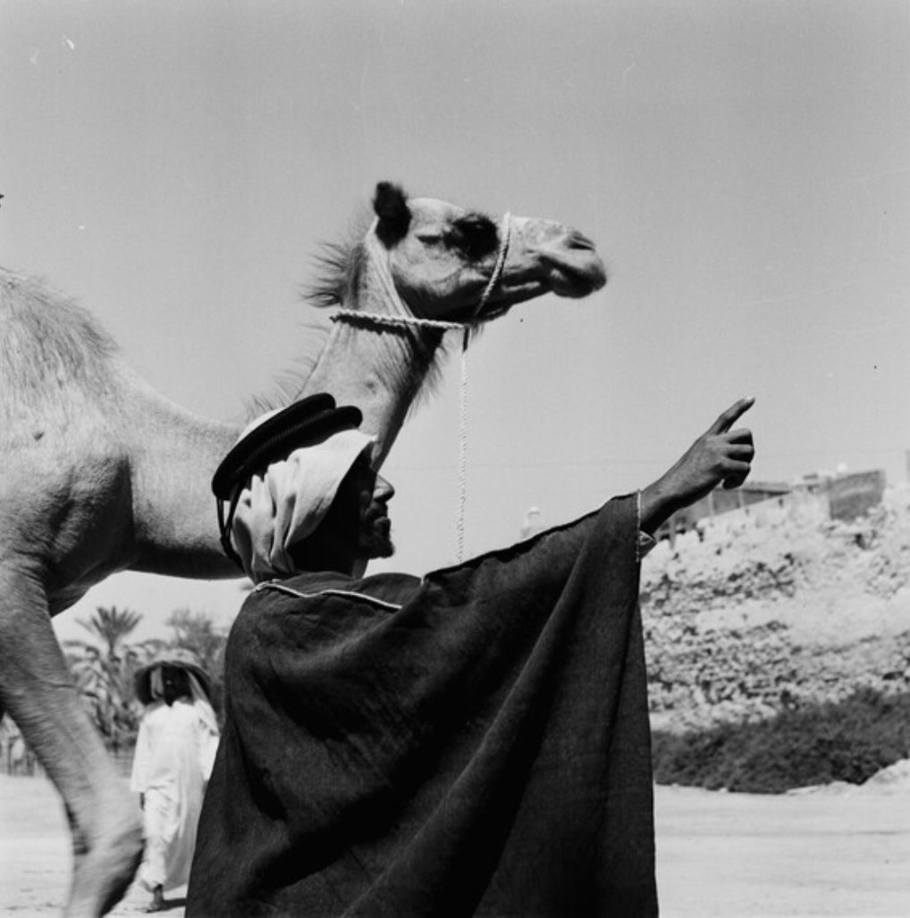 Aziz_ghunaim7's tweet image. صورة لرجل مع ابله امام قلعة القطيف
التقطت الصورة بين عامي ١٩٤٦ - ١٩٥٤م بالقطيف بواسطة ايلو باتيجيلي
المصدر : متحف بيت ريفرز ، جامعة اكسفورد