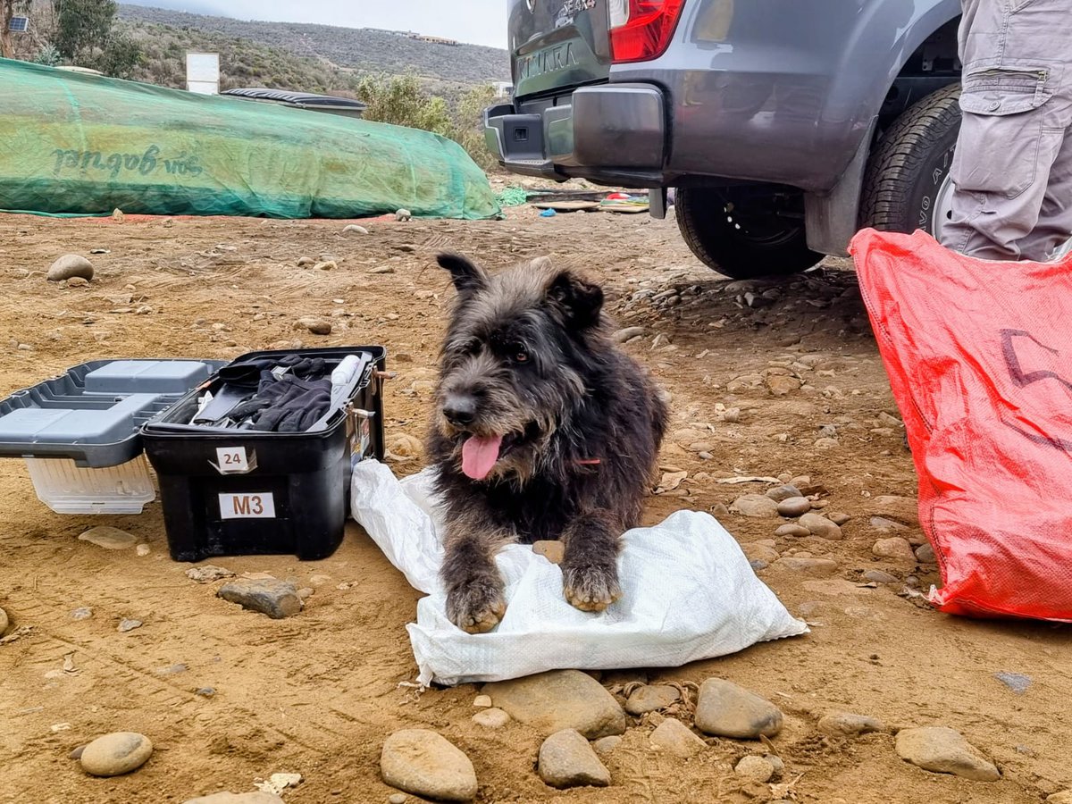Bitecma Ltda. (@bitecma) on Twitter photo Buen martes para tod@s! 
Hoy les compartimos un peludo atrapa piedras, de la Caleta Puerto Manso, Región de Coquimbo. Este peludo ya nos ha acompañado unas cuantas veces en nuestras actividades por la caleta, siempre llevándonos piedras para que se las lancemos. Buen martes para tod@s! 
Hoy les compartimos un peludo atrapa piedras, de la Caleta Puerto Manso, Región de Coquimbo. Este peludo ya nos ha acompañado unas cuantas veces en nuestras actividades por la caleta, siempre llevándonos piedras para que se las lancemos.