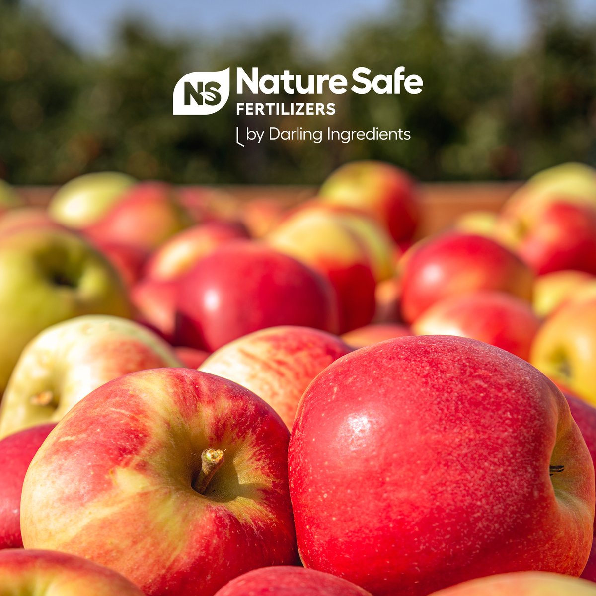 We have quite the green thumb! Our #NatureSafe brand delivers nitrogen-rich fertilizers for organic growers + turf producers.

🌱 Renewable  ingredients
🌱Boosts soil + plant health
🌱Proven expertise

We help grow a greener future 👉 tinyurl.com/2asxmfw8
#SustainableAg