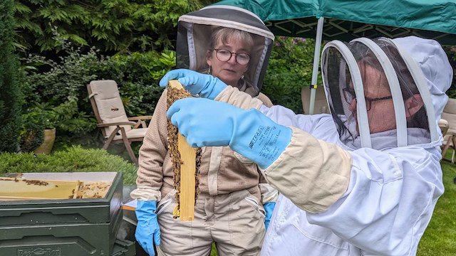Try your hand at beekeeping! NEXT MONDAY 30th JUNE, join us for a session learning all about beekeeping at a private apiary in Devon...Find out all about bees and get hands on handling the hives. 1030-1400 hrs -  tea, cake &amp; bee suits provided. Sign up at tinyurl.com/2s3eyp6b