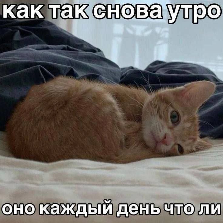 catsilcats's tweet photo. https://t.co/urBgbySEf1