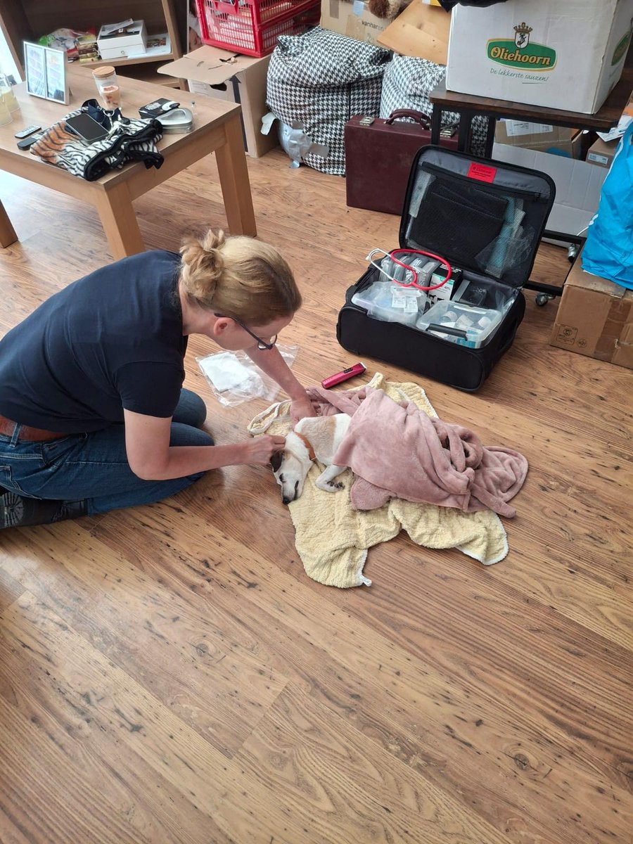 Bantu kreeg tweede spuitje daar na werd ze terug in mijn armen gelegd door dierenarts ze was al weg ze gaf mij nog paar knabbeltjes in mijn neus en toen ging ze ik ben echt zo kapot ik mis je zo Nantu 😭😭😭