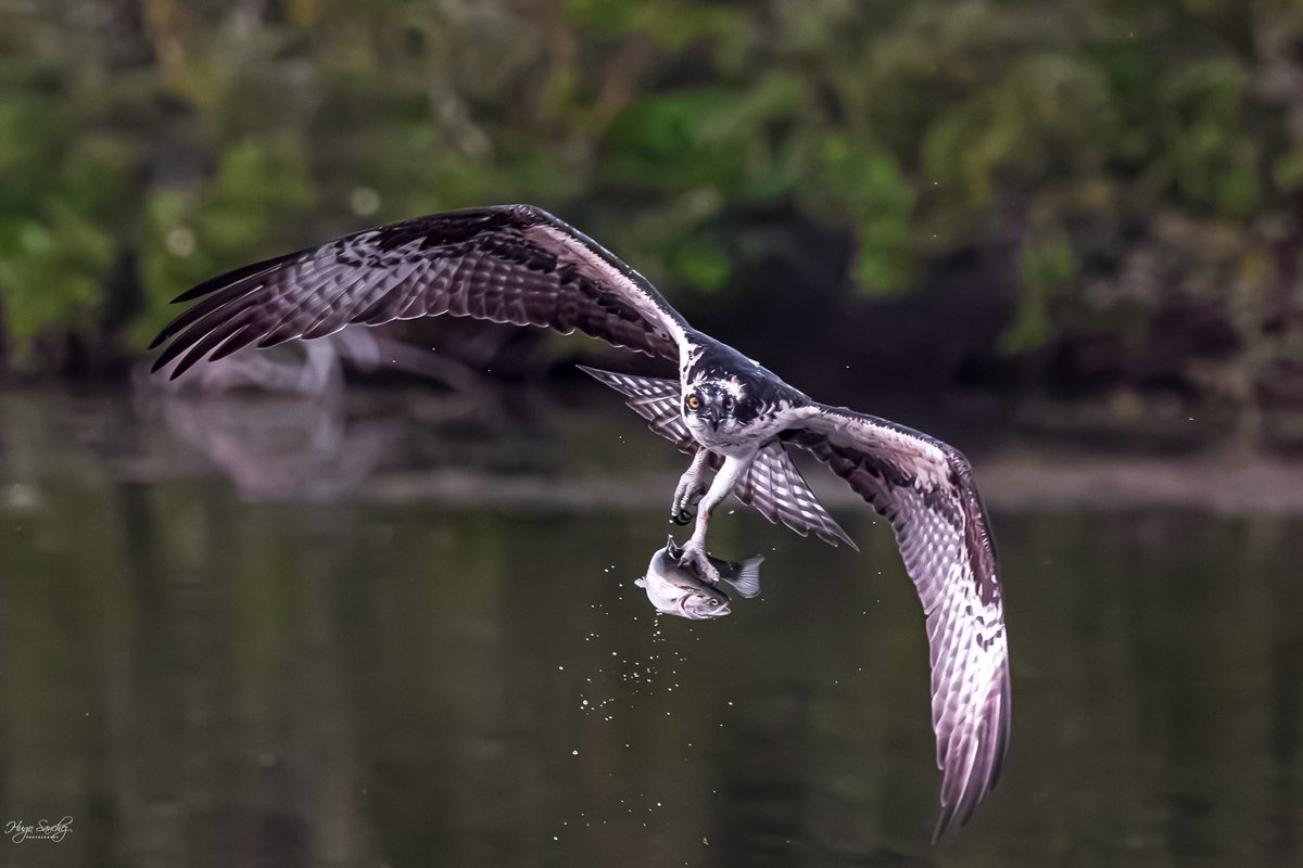 YEGHugo's tweet image. I had to wait for over two hours, but he came and caught this fish. It was worth waiting for it. #osprey #bird #birdoftheday #fish #fishing #nature #canada #alberta #edmonton #photography #lake #amazing #fisher
