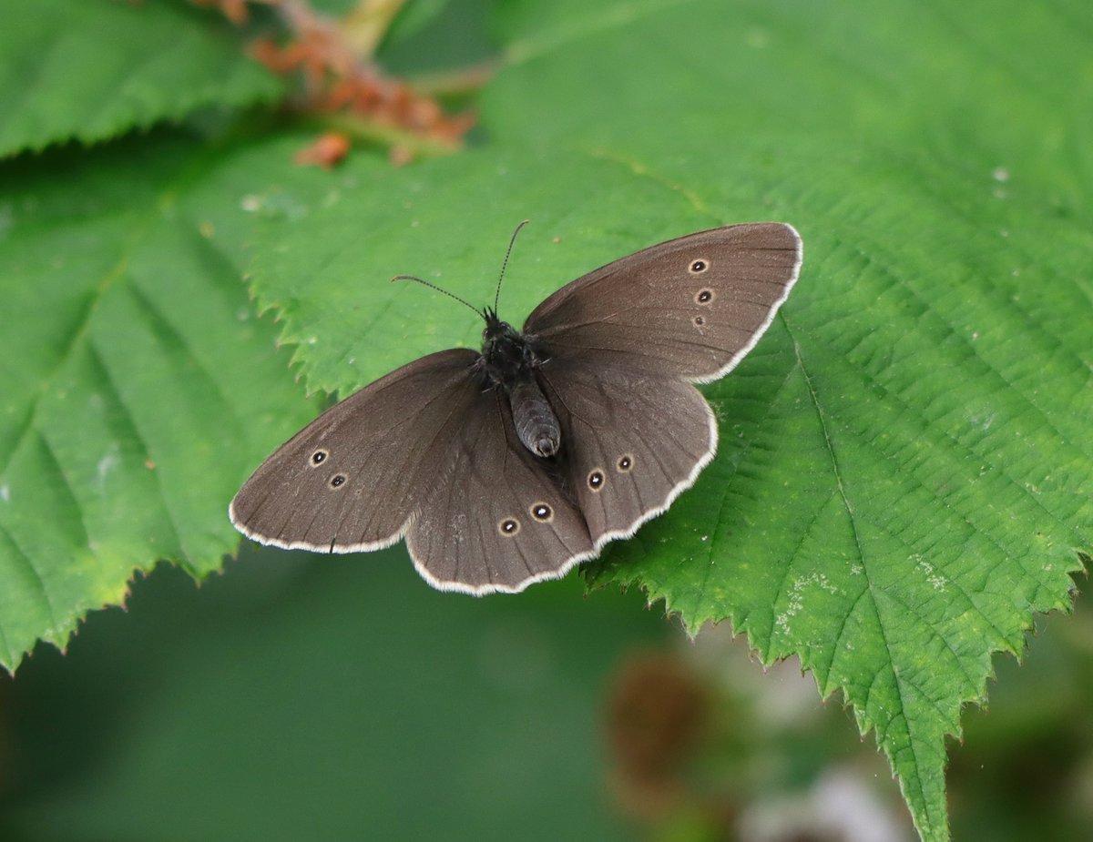 Tony Stanford (@tstanford3722) on Twitter photo Lots of Butterflies today at Summer Leys NR. <a href="/wildlifebcn/">The Wildlife Trust for Beds, Cambs & Northants</a> <a href="/BedsNthantsBC/">Beds and Northants BC</a> <a href="/Natures_Voice/">RSPB</a> <a href="/NatureUK/">NatureUK</a> <a href="/Britnatureguide/">The British Nature Guide</a> #NaturePhotography Lots of Butterflies today at Summer Leys NR. <a href="/wildlifebcn/">The Wildlife Trust for Beds, Cambs & Northants</a> <a href="/BedsNthantsBC/">Beds and Northants BC</a> <a href="/Natures_Voice/">RSPB</a> <a href="/NatureUK/">NatureUK</a> <a href="/Britnatureguide/">The British Nature Guide</a> #NaturePhotography
