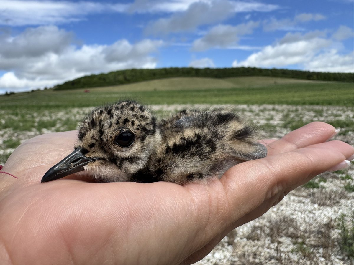 Aurora #LicencedBirdRinger tweet media