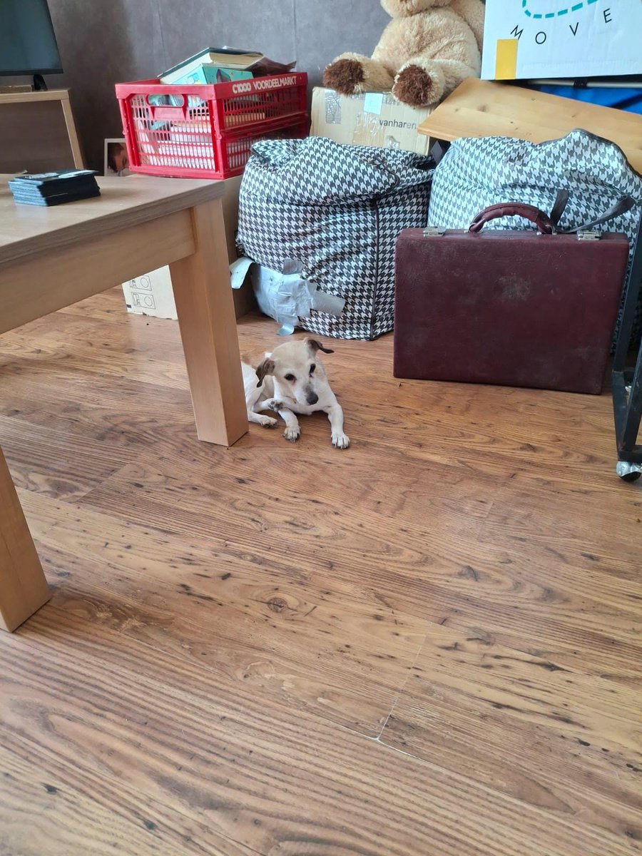 Mijn ambulante begeleiding en huishoudelijke hulp maakte dezen laatste foto’s nog van haar wat mis ik je Bantu ik weet je heb nu geen pijn meer veilig in de dieren Hemel je blijft altijd in mijn hart