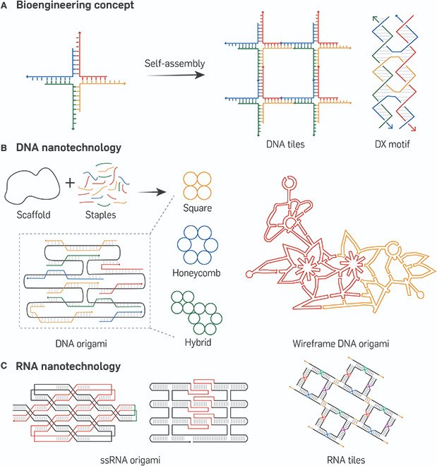 SPJournals's tweet image. JUST PUBLISHED: NucleoCraft: The Art of Stimuli-Responsive Precision in DNA and RNA Bioengineering
Click here to read the latest free, Open Access article from BMEF: spj.science.org/doi/10.34133/b…