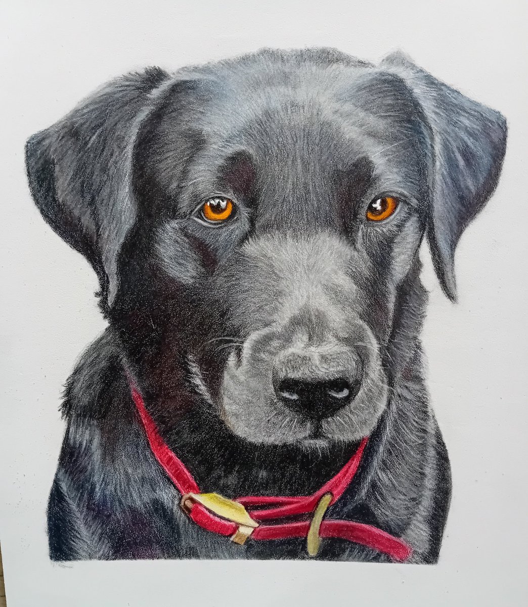 pamadamsart's tweet image. Happy with this handsome boy done in coloured pencils.
#polychromos
#colouredpencils
#DogLovers
#blacklabrador