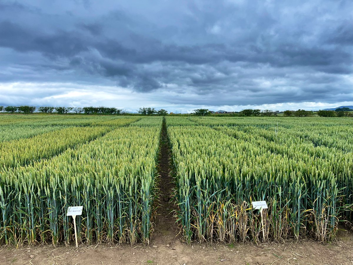 Just A Farmer (@farmer_just) on Twitter photo Jackets on for the <a href="/ScotAgCoOp/">Scottish Agronomy Ltd</a> Members Crop Trials Open Day at Balgonie in Fife. All hands on deck with Board members, Agronomists, & trials team on site. Excellent local beef burgers to enjoy while admiring the yellow rust!
<a href="/AHDB_Cereals/">AHDB Cereals</a> RL trials open day here 01 July 10am ๐พ Jackets on for the <a href="/ScotAgCoOp/">Scottish Agronomy Ltd</a> Members Crop Trials Open Day at Balgonie in Fife. All hands on deck with Board members, Agronomists, & trials team on site. Excellent local beef burgers to enjoy while admiring the yellow rust!
<a href="/AHDB_Cereals/">AHDB Cereals</a> RL trials open day here 01 July 10am ๐พ