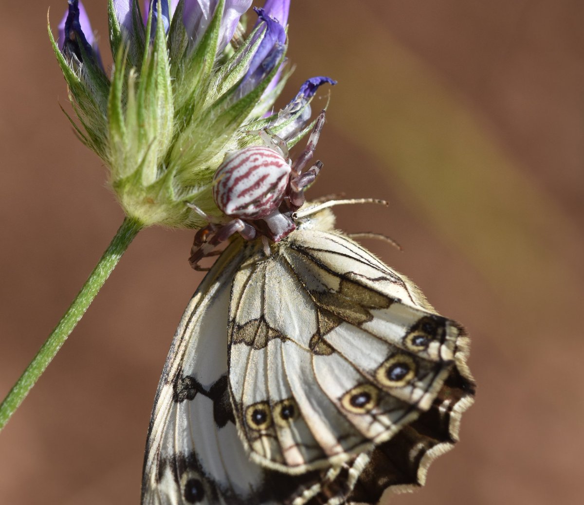 Geni Àlvarez (@charaxes3) on Twitter photo No sempre tries la parella adient, com li ha passat a aquest mascle de Maniola jurtina copulant amb una femella de Pyronia bathseba, o aquest altre mascle de Melanargia lachesis intentant-ho amb una femella que ja ha estat caçada per l'aranya.
<a href="/catalanbms/">Catalan Butterfly Monitoring Scheme - CBMS</a> <a href="/mcngranollers/">Museu de Ciències Naturals de Granollers</a>
⬇️ No sempre tries la parella adient, com li ha passat a aquest mascle de Maniola jurtina copulant amb una femella de Pyronia bathseba, o aquest altre mascle de Melanargia lachesis intentant-ho amb una femella que ja ha estat caçada per l'aranya.
<a href="/catalanbms/">Catalan Butterfly Monitoring Scheme - CBMS</a> <a href="/mcngranollers/">Museu de Ciències Naturals de Granollers</a>
⬇️