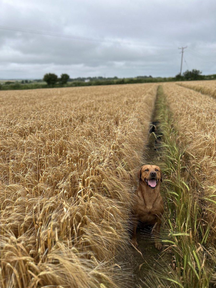 Not long now! Gus dog gives the sign of approval when it matches his coat colour 👌🌾