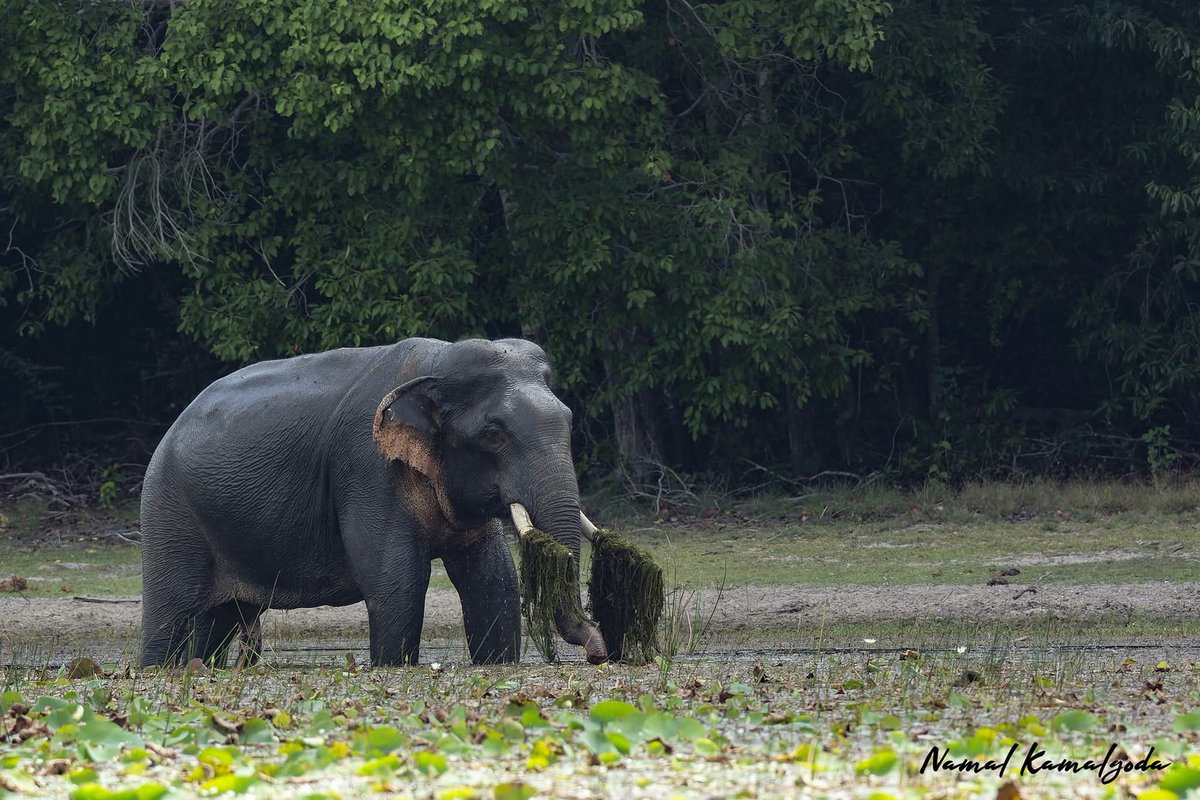 Namalkamalgoda's tweet image. Today we lost another big tusker. Kali of Wilpattu was found dead. I was fortunate to see him twice. At this time uncertain of the cause of death.  We are watching the big tuskers falling like nine pins, and yet, as a nation, we do another about it.

#srilanka #wilpattu #tusker