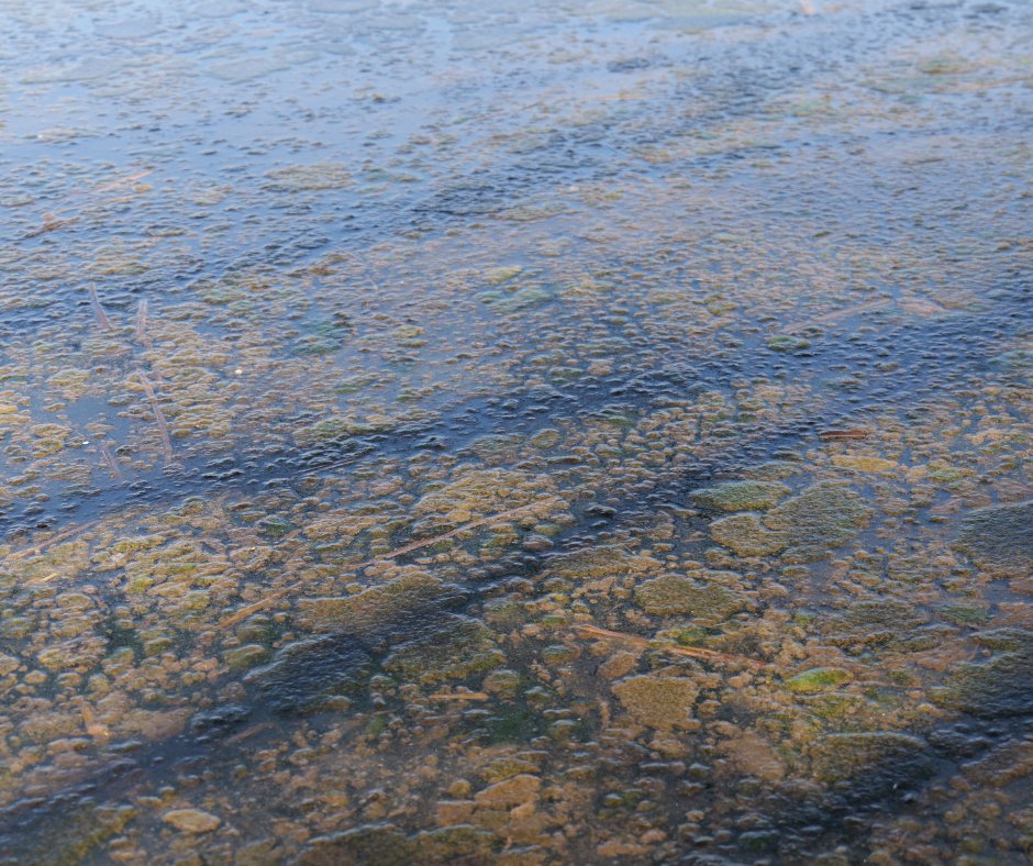The Wild Trout Trust (@wildtrouttrust) on Twitter photo Have you spotted a pollution problem in your local English river? <a href="/EnvAgency/">Environment Agency</a> has a new 24/7 online reporting service. If you see something that you think could be water pollution, please try to let them know by calling 0800 80 70 60 or reporting online: gov.uk/report-water-p… Have you spotted a pollution problem in your local English river? <a href="/EnvAgency/">Environment Agency</a> has a new 24/7 online reporting service. If you see something that you think could be water pollution, please try to let them know by calling 0800 80 70 60 or reporting online: gov.uk/report-water-p…