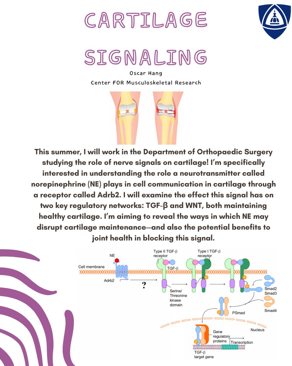 lifedesignjhu's tweet image. 14 students. 14 stories. One unforgettable summer. Blue Jays are everywhere this summer — thanks to our Life Design Lab scholarships. Meet a few of the 283 (!!!!!) students who received scholarships to fund turning curiosity into action. #LifeDesignLab