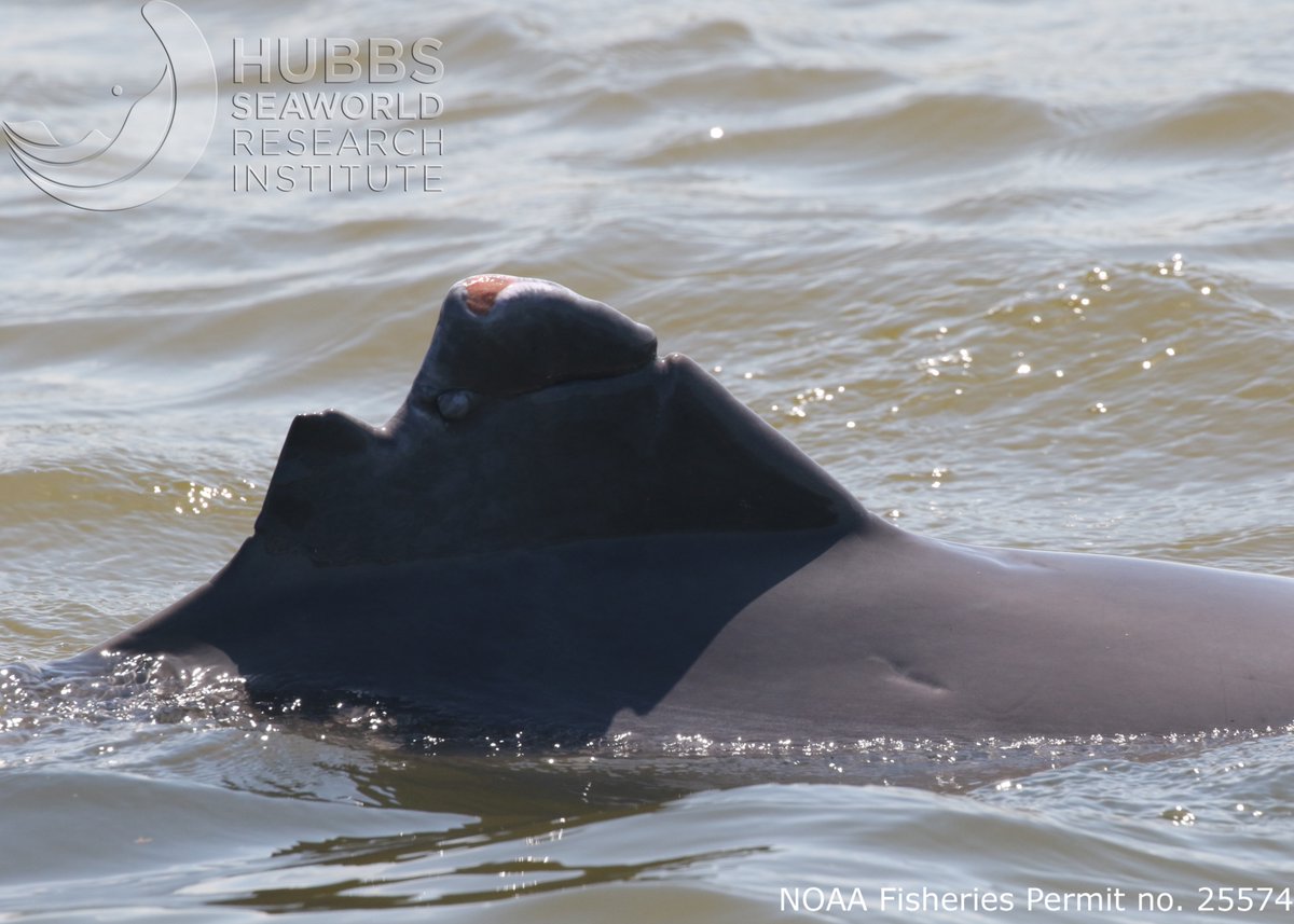 Ever wonder how dolphins get those unique dorsal fin markings? - During a photo-ID survey, our team spotted this Indian River Lagoon dolphin entangled in fishing line. Thankfully, we later saw it gear-free! 

Got eyes on an entangled dolphin? Call 1-888-404-FWCC ASAP.