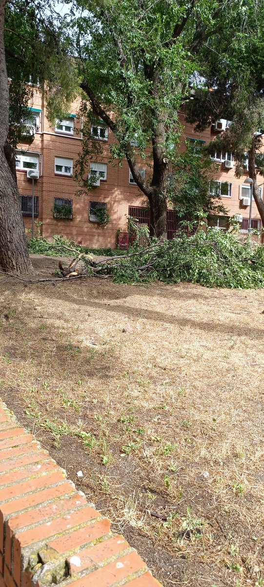 Ha hecho aire y se han caído dos ramas. Menos mal que fue tormenta de verano y no huracán... Aunque claro, si podaran los árboles, igual no jugaban a la ruleta rusa cada vez que sopla el viento. 🌳🎯 #PodarTambiénEsPrevenir
📍 Ricardo Beltrán y rozpide 5
<a href="/Lineamadrid/">Línea Madrid</a>