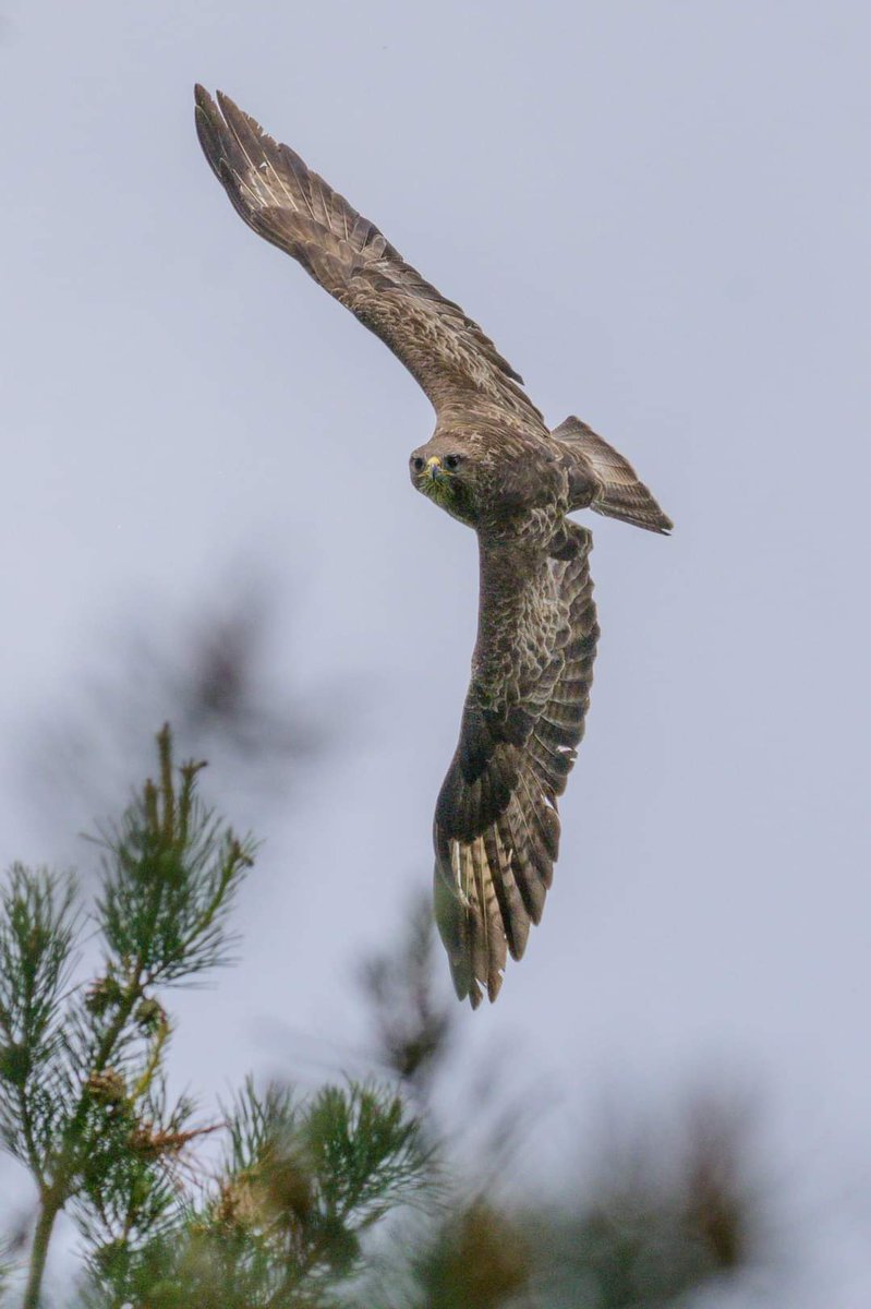 IanSanderson_'s tweet photo. My (not really) Big beautiful Buzzard. 

#WildlifePhotography #BirdPhotography
#Photogeaphy
@ThePhotoHour https://t.co/xSkjHN9f02