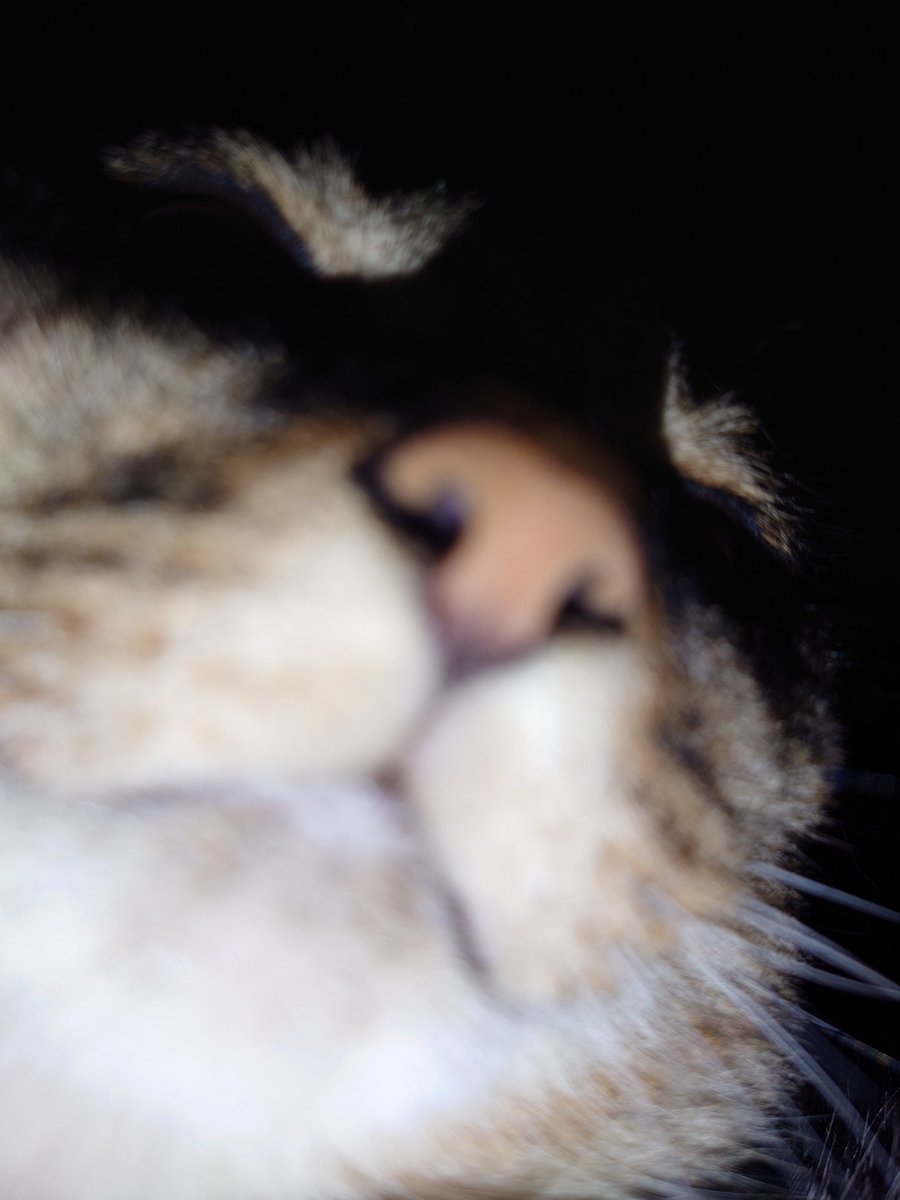 peloon11271's tweet photo. うらめしにゃ〜

＃猫
＃猫のいる生活 https://t.co/eaF6RskUgr