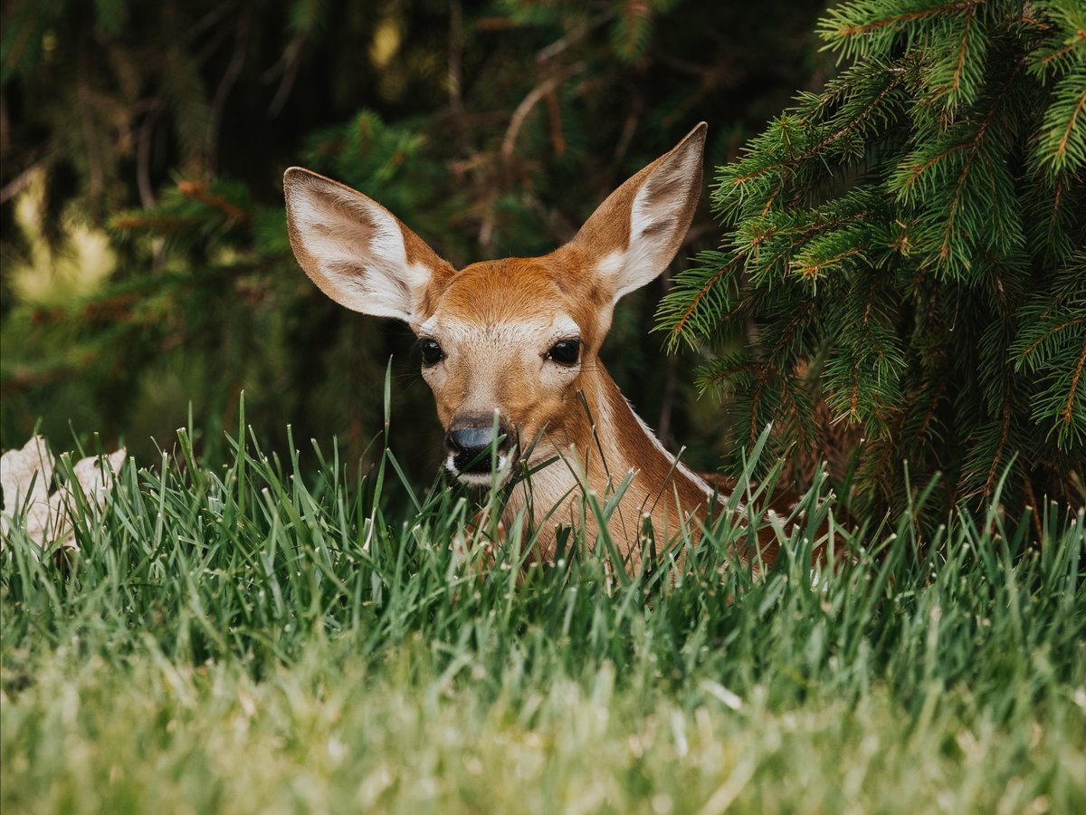 Orientation? Crushed it. Knows every shortcut and all the shady nap spots.