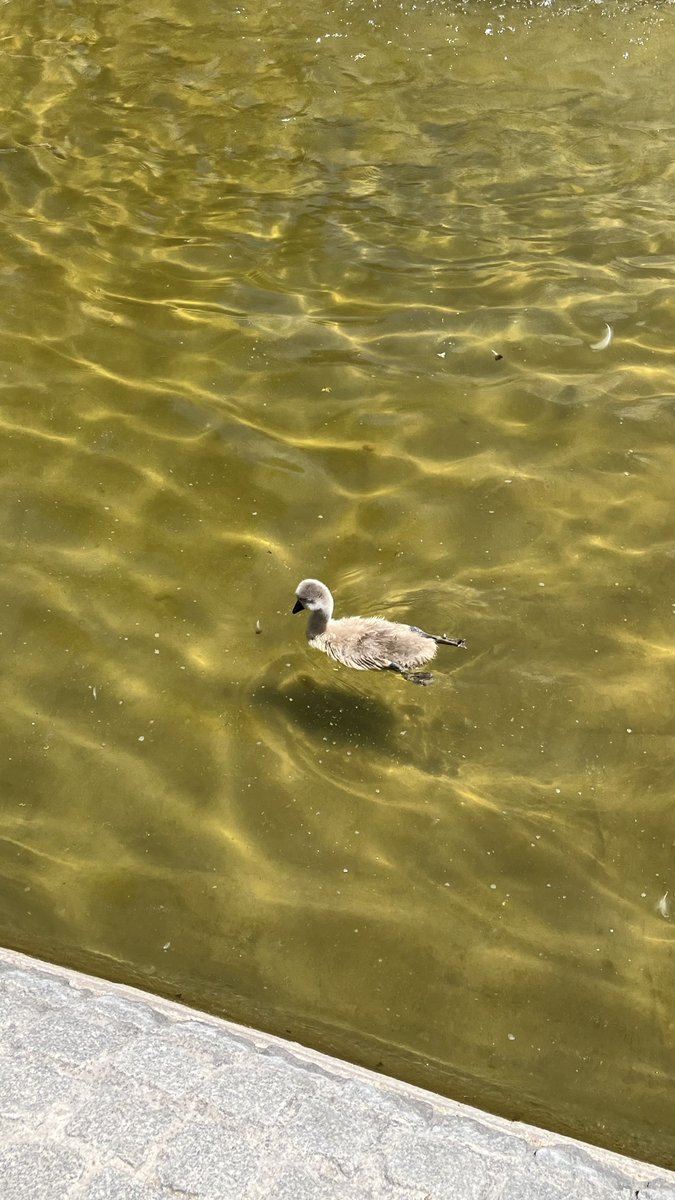 Ankara’da nasıl yaşıyorsunuz, neyini seviyorsunuz diye soruyorlar, mesela bebek kuğu doğuyor, ona bakmaya gidiyoruz. İstanbul’da olsa umursanmaz böyle şeyler ama Ankara öyle değil, keyiflendiriyor minnacık şeyler.