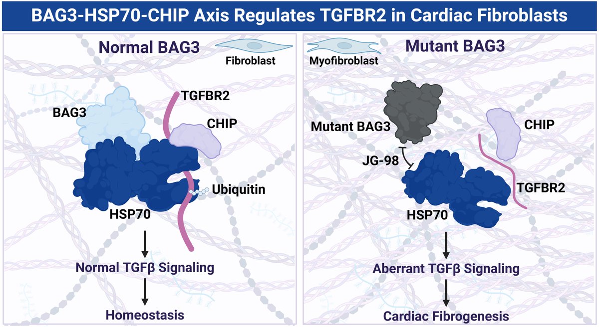 Gordana Vunjak-Novakovic (@gvnlab) on Twitter photo Our manuscript detailing the regulation of the BAG3-HSP70-CHIP axis on TGFBR2 degradation is out now in the Journal of Molecular and Cellular Cardiology. Congrats to lead author <a href="/MaggieMorsink/">Margaretha Morsink</a> & thankful for the collaboration with <a href="/fineheartlab/">FineLab</a>!
authors.elsevier.com/c/1lF5B54GVtcWd Our manuscript detailing the regulation of the BAG3-HSP70-CHIP axis on TGFBR2 degradation is out now in the Journal of Molecular and Cellular Cardiology. Congrats to lead author <a href="/MaggieMorsink/">Margaretha Morsink</a> & thankful for the collaboration with <a href="/fineheartlab/">FineLab</a>!
authors.elsevier.com/c/1lF5B54GVtcWd