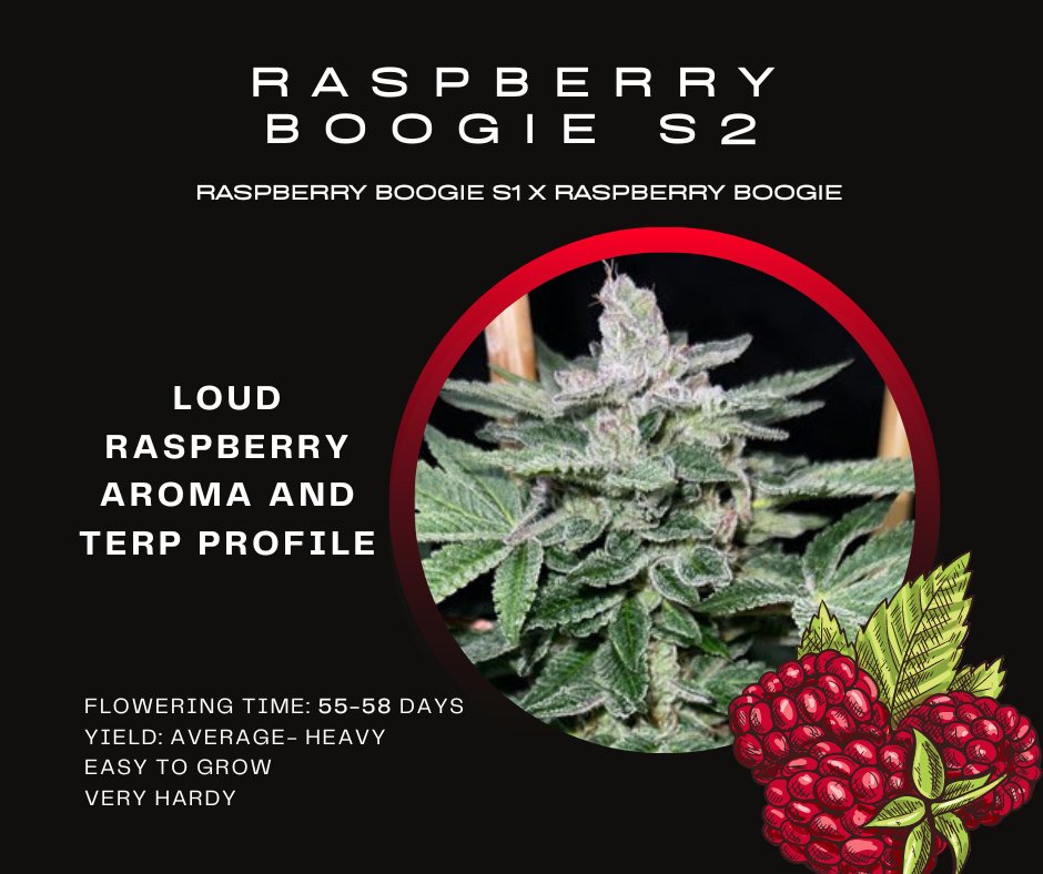 Still our sweet sweet girl after all these years!🌿🌿
Raspberry Boogie S2💜💜
She's LOUD &amp; PROUD of her terp profile!
moscaseeds.com/product/raspbe…

#moscaseeds
#growyourown
#howtogrow
#cannabisseeds
#weed