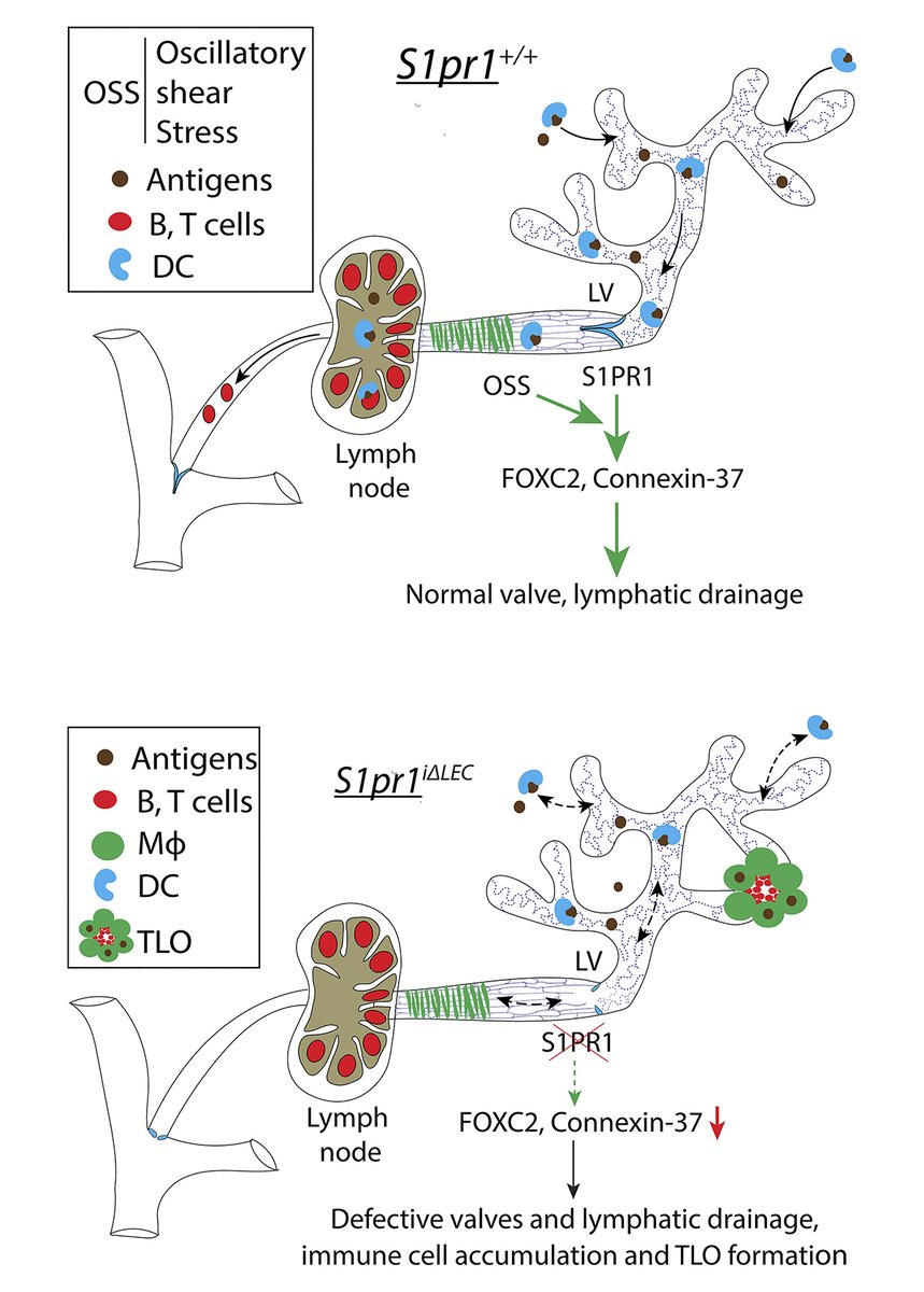 JExpMed's tweet photo. Tertiary lymphoid organs are lymph node-like structures observed in certain inflammatory diseases. Geng, @Sathish86046513 et al. @OMRF demonstrate that S1PR1 activity in the lymphatic vasculature is necessary to prevent TLO formation in the terminal ileum. https://t.co/roMyh0FBS0 https://t.co/gxU94HBnkU