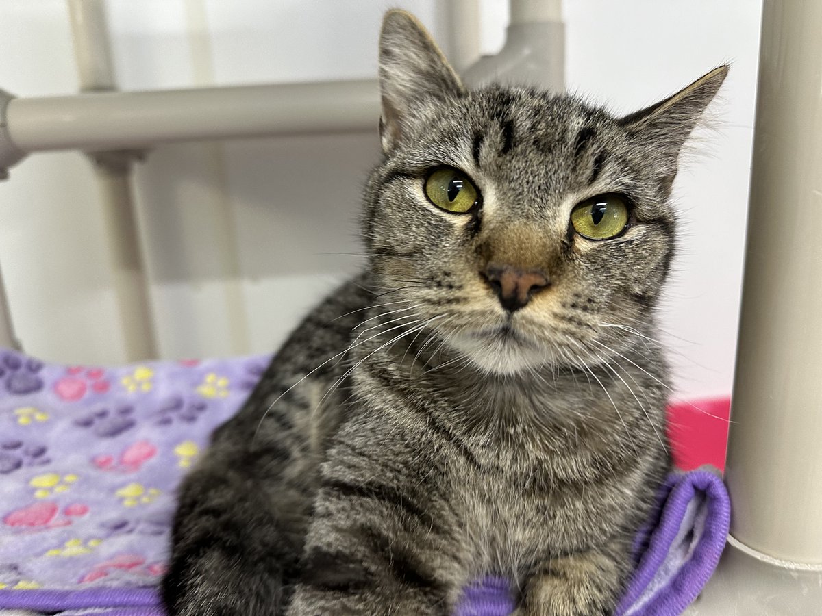 #COTD Bowser is a FeLV+ kitty that came to us from Lincolnton, NC. He was rescued by a wonderful woman who does a lot of rescue work for cats in her area! He is a cute kitty with a bunch of energy!

Read more: blindcatrescue.com/cats/bowser.htm