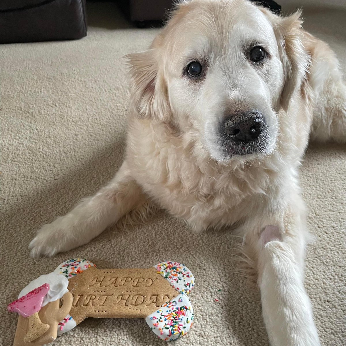 So long, Maizey girl. Thanks for the memories.

Maizey Horvath
2011-2025